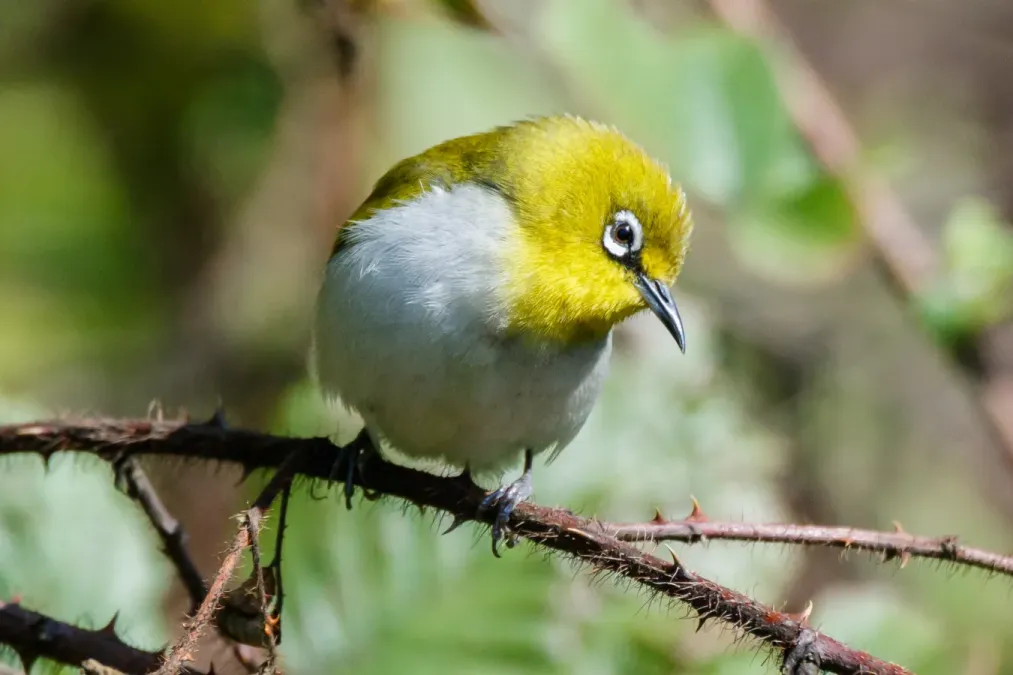 File:Oriental White Eye (Zosterops palpebrosus) 95.jpg
