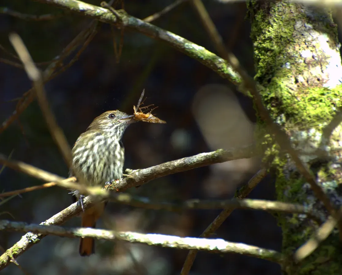 File:Knipolegus cyanirostris female.jpg
