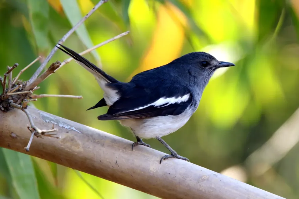 File:Oriental magpie-robin (Copsychus saularis).jpg