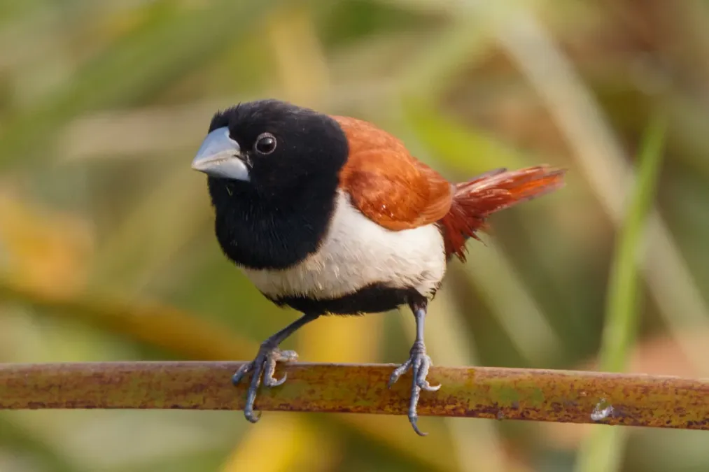 File:Tricoloured munia (Lonchura malacca) in Nepal.jpg