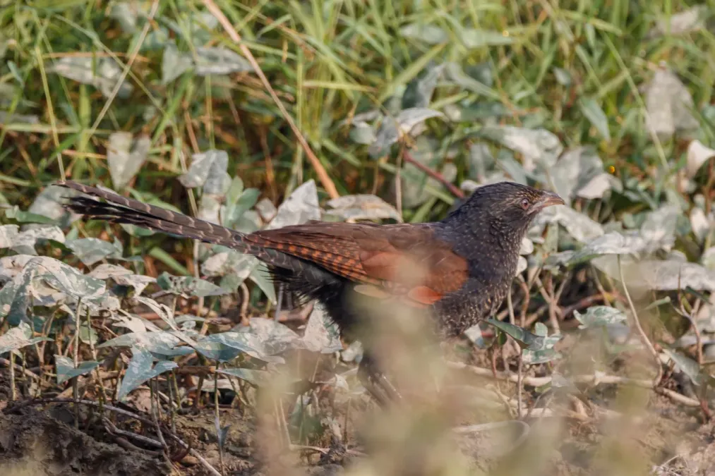 File:Lesser coucal (Centropus bengalensis) 77.jpg