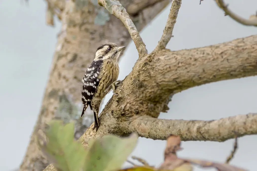 File:Grey-capped pygmy woodpecker (Yungipicus canicapillus) 04.jpg