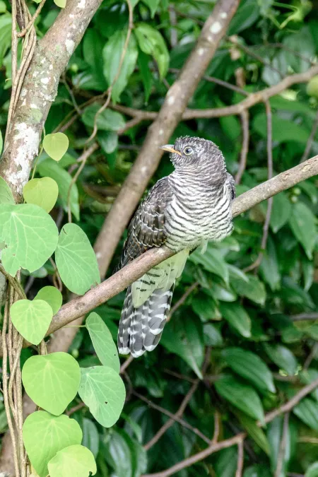 File:Indian cuckoo (Cuculus micropterus) 46.jpg