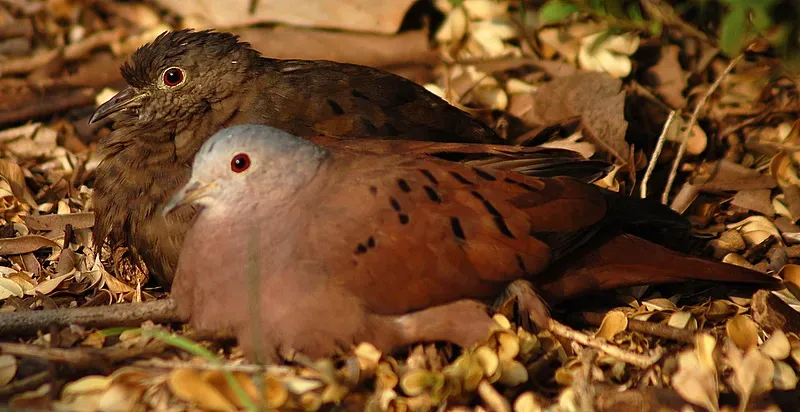 File:Columbina talpacoti pair.jpg