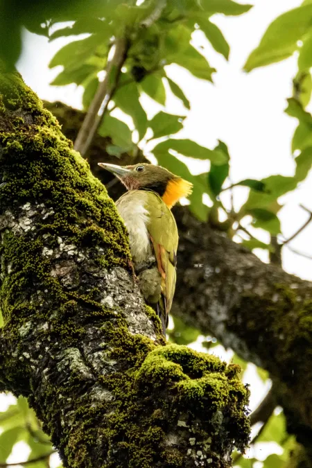 File:Greater yellownape (Chrysophlegma flavinucha) in Nepal SRI 41.jpg
