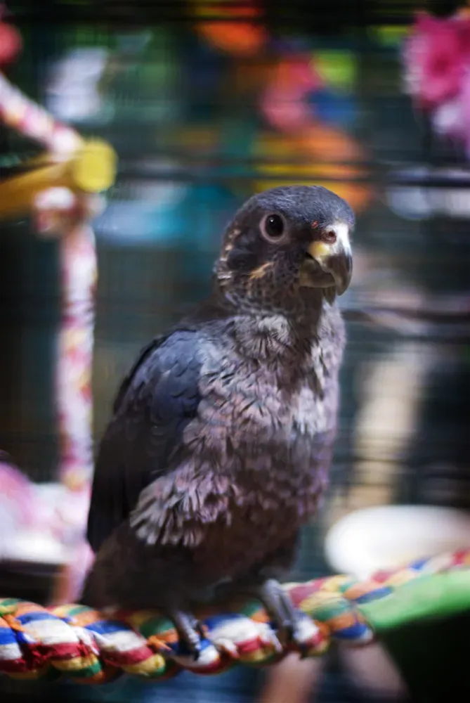 File:Pionus fuscus -perching on a rope-8a.jpg