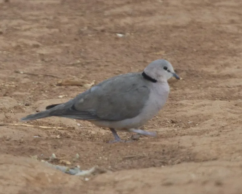 File:Ring-necked Dove (Streptopelia capicola).jpg