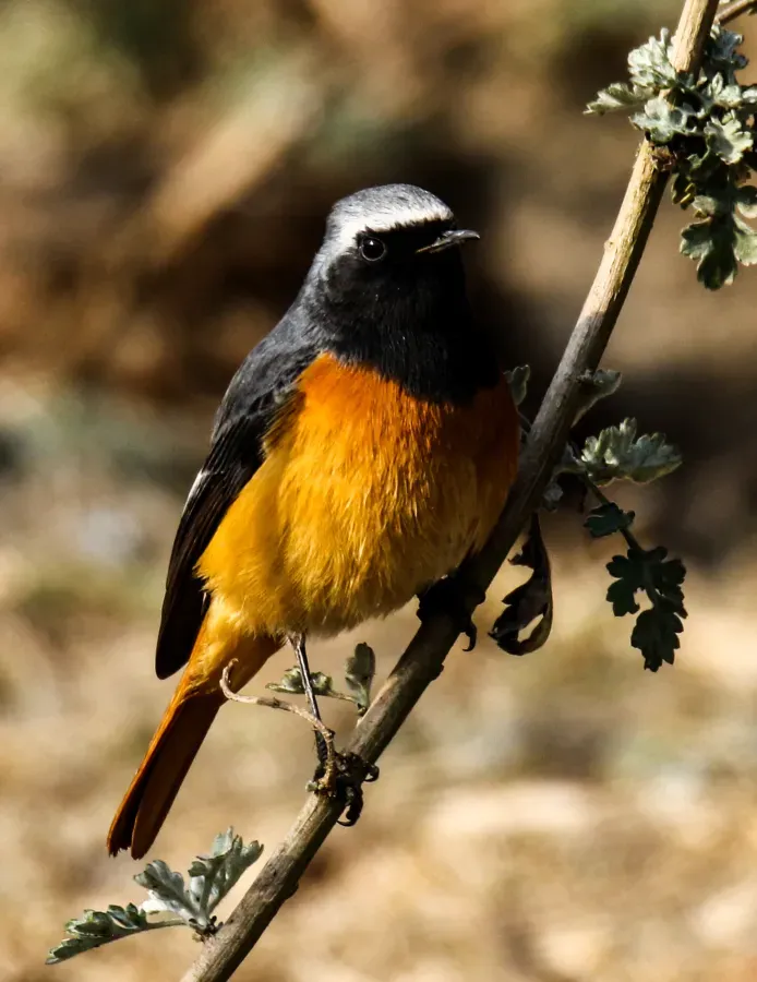 File:Hodgson's Redstart (Phoenicurus hodgsoni) in Nepal (17).jpg