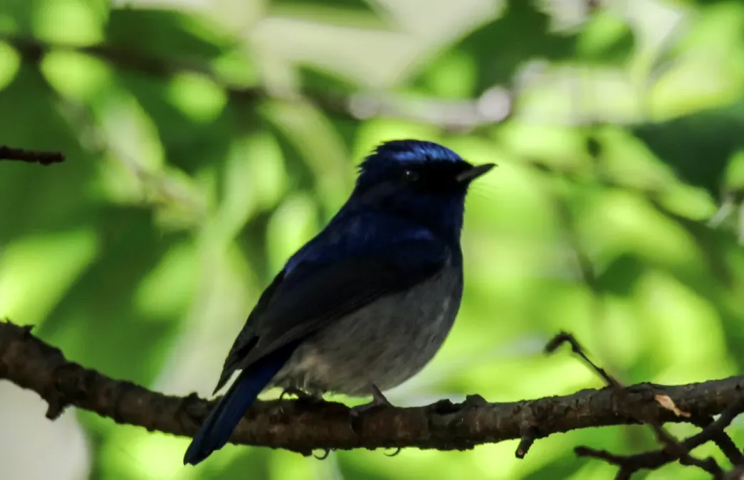 File:Slaty-blue flycatcher (Ficedula tricolor) 30.jpg