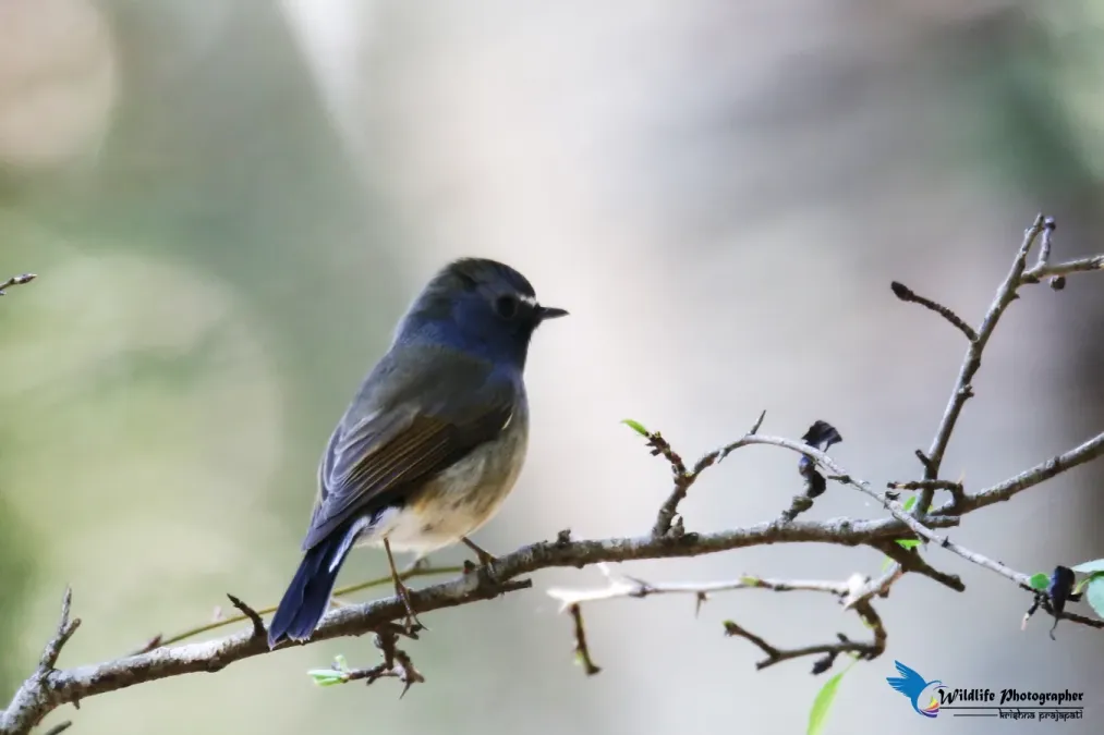 File:Slaty-blue flycatcher (Ficedula tricolor) 33.jpg