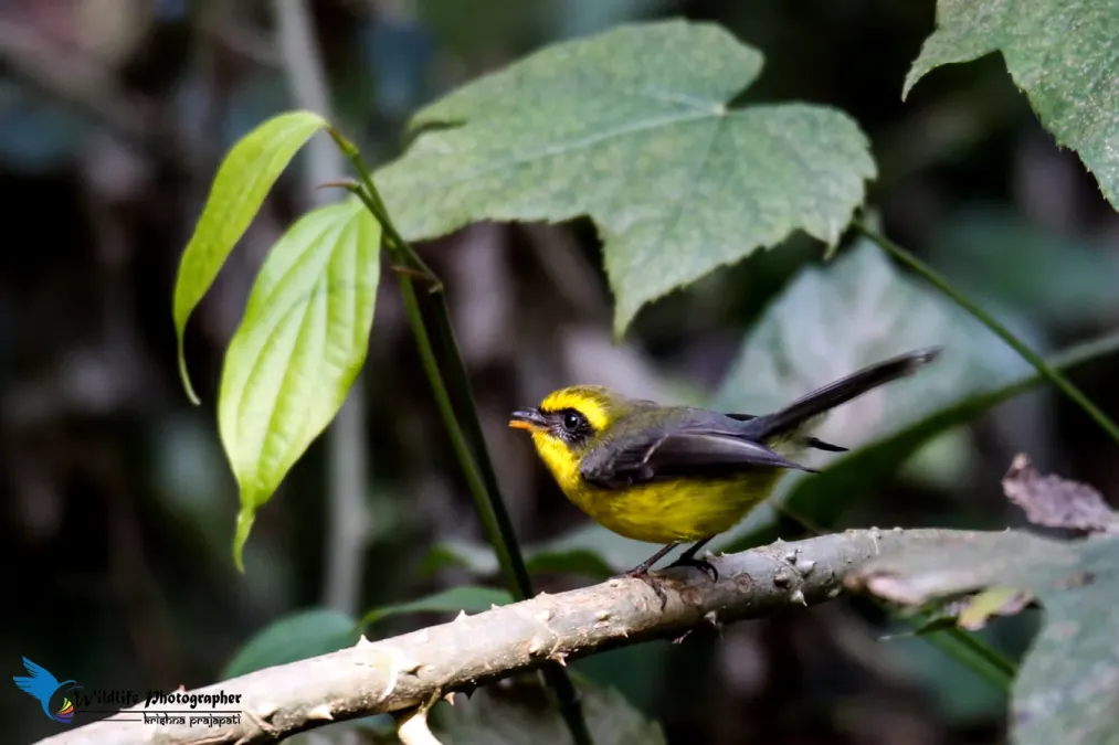 File:Yellow-bellied fantail - Chelidorhynx hypoxanthus (34).jpg