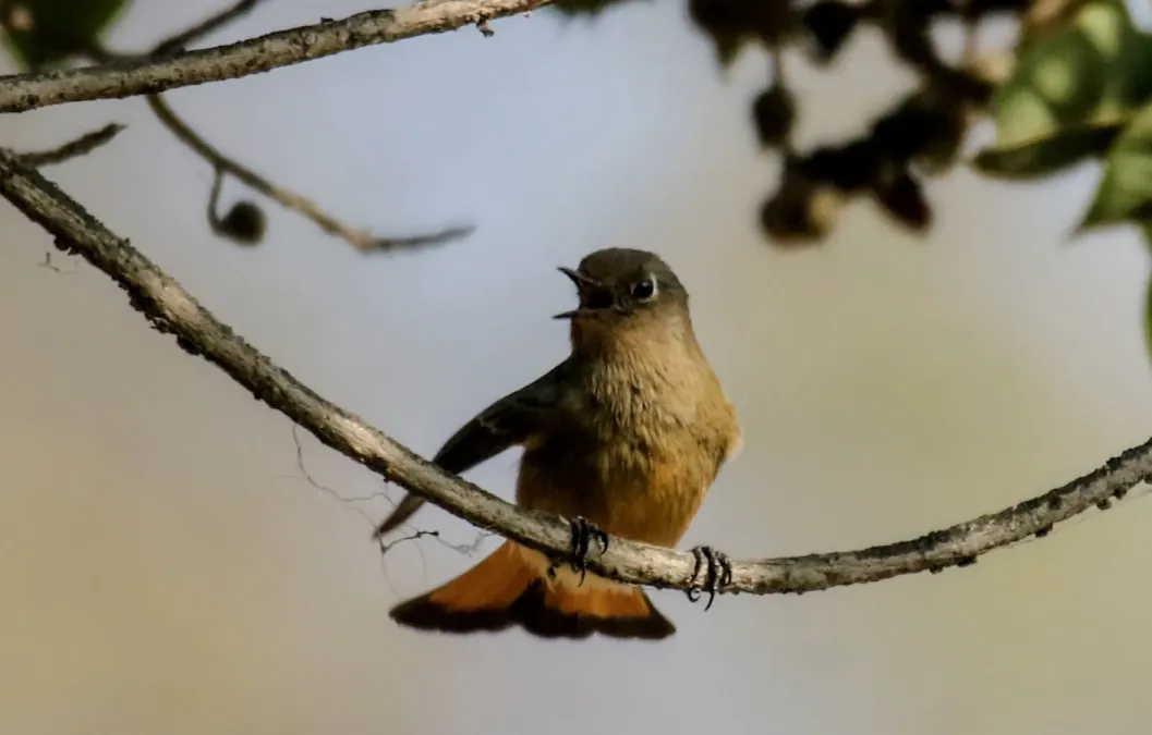 File:Hodgson's redstart (Phoenicurus hodgsoni) 51.jpg