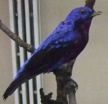 File:Purple-breasted Cotinga.jpg