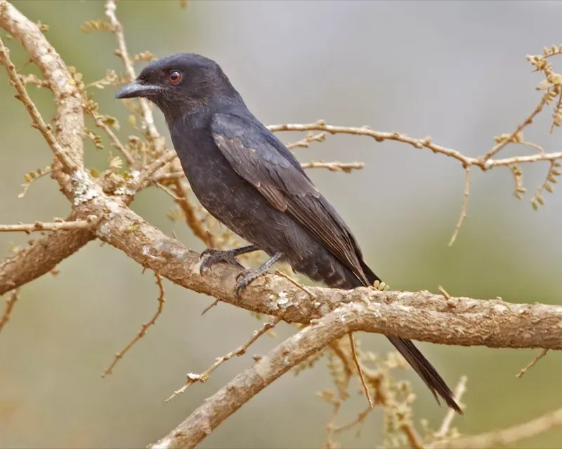 File:Fork-tailed Drongo (Dicrurus adsimilis).jpg