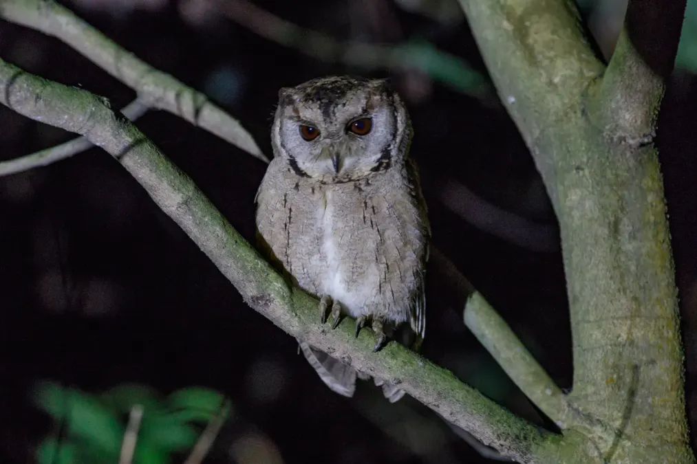 File:Collared scops owl (Otus lettia) 2019 024.jpg