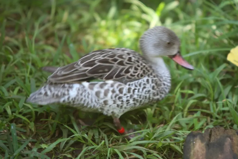 File:Cape Teal (Anas capensis).jpg