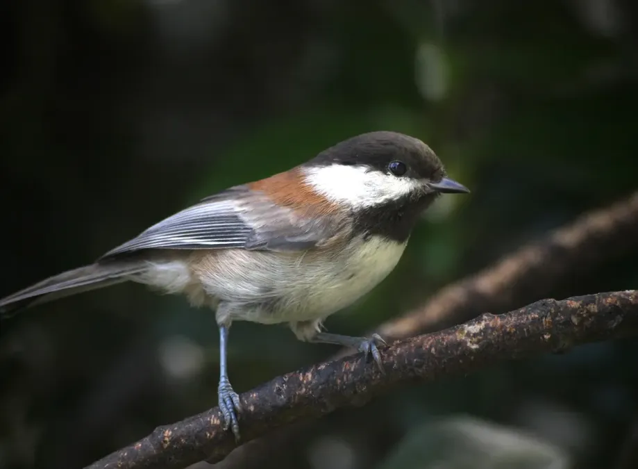 File:Poecile rufescens SanFrancisco.jpg