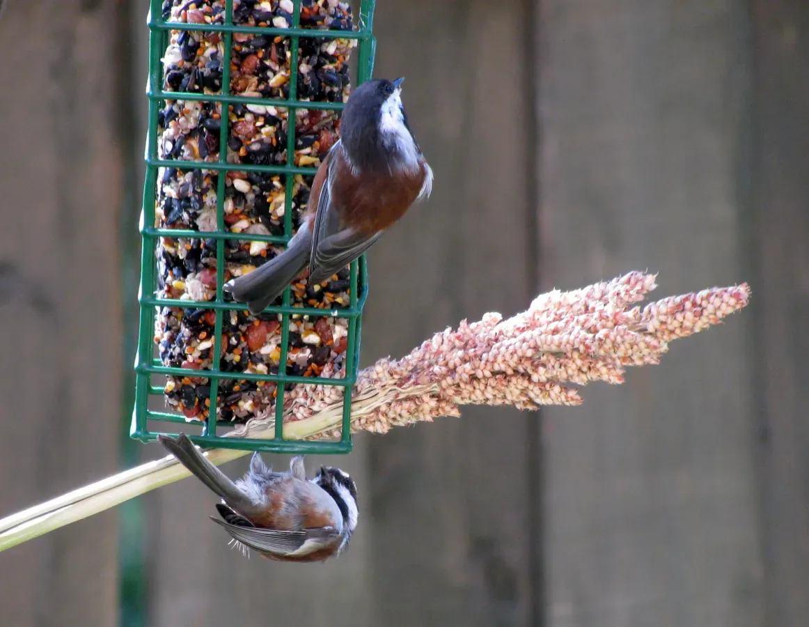 File:Poecile rufescens Sonoma.jpg