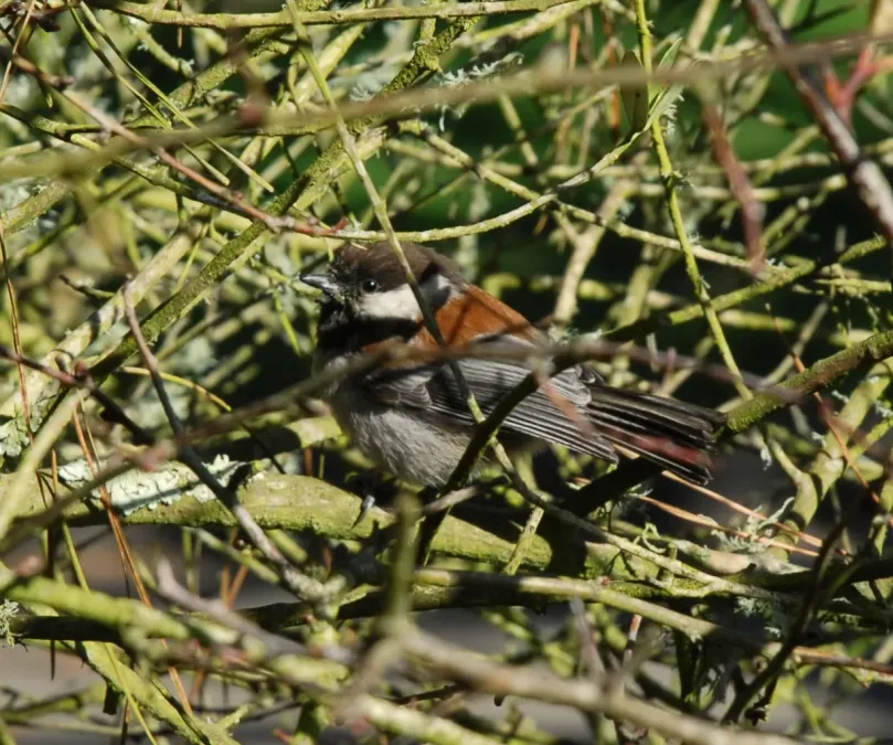 File:Poecile rufescens Goldengate.jpg
