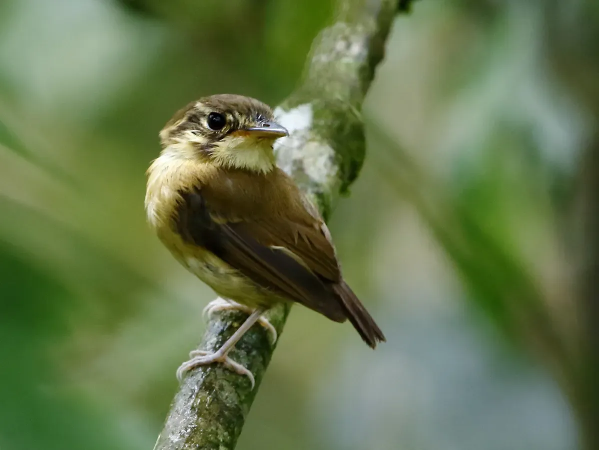 File:Platyrinchus mystaceus mystaceus - White-throated spadebill; Intervales State Park, São Paulo, Brazil.jpg