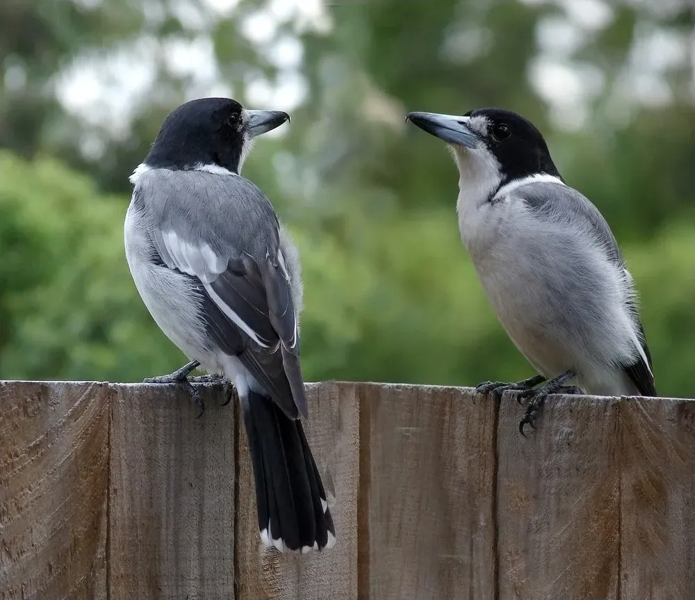 File:Cracticus torquatus -Brisbane -garden fence-8.jpg