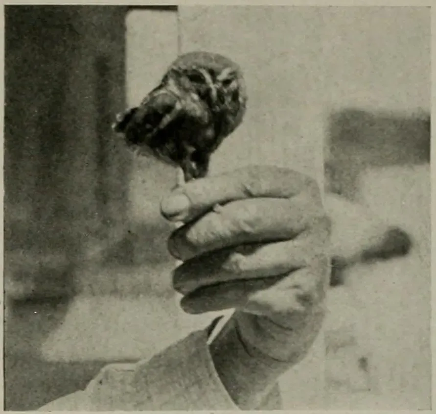 File:Micrathene whitneyi in hand 1912.jpg