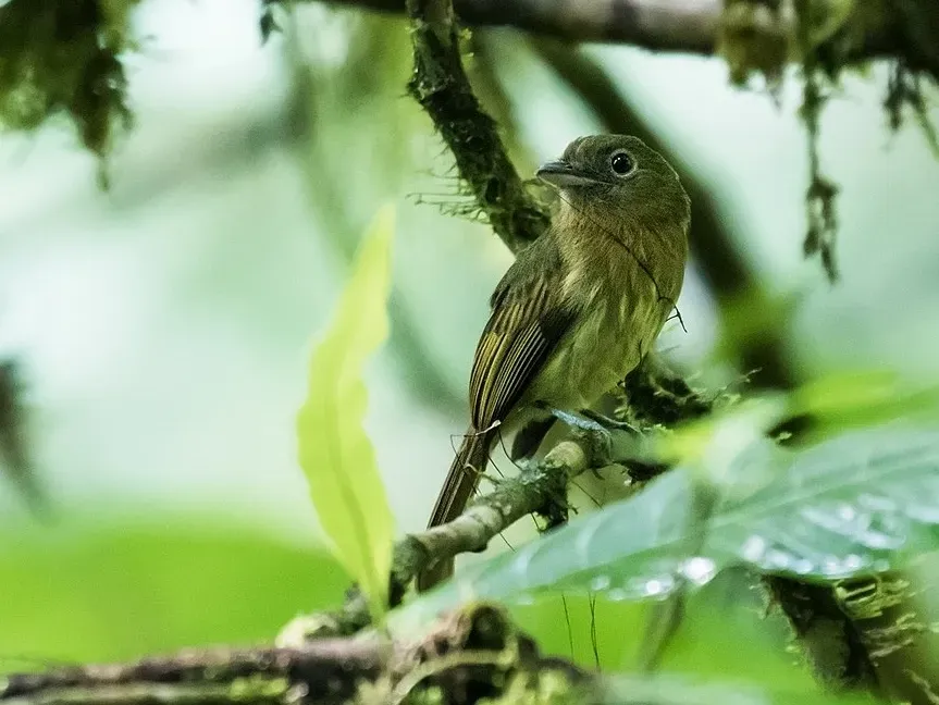 File:Rhynchocyclus fulvipectus - Fulvous-breasted Flatbill - 3.jpg
