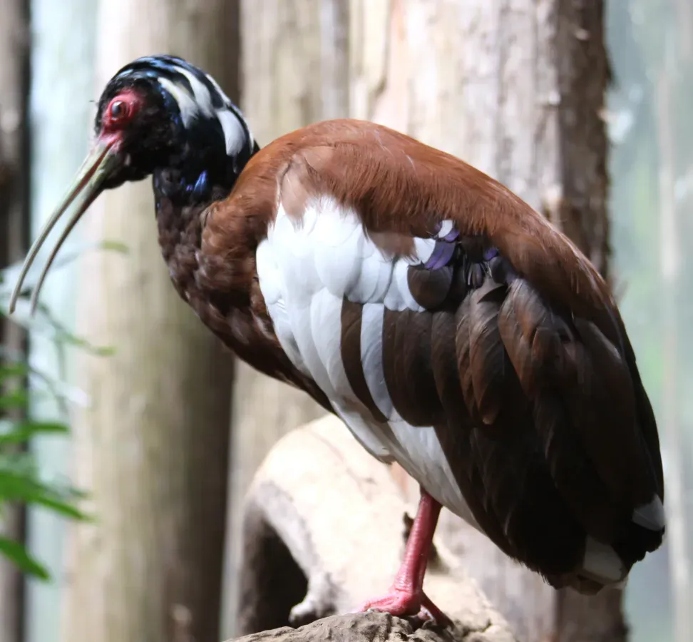 File:Lophotibis cristata -Bronx Zoo -USA-8a.jpg