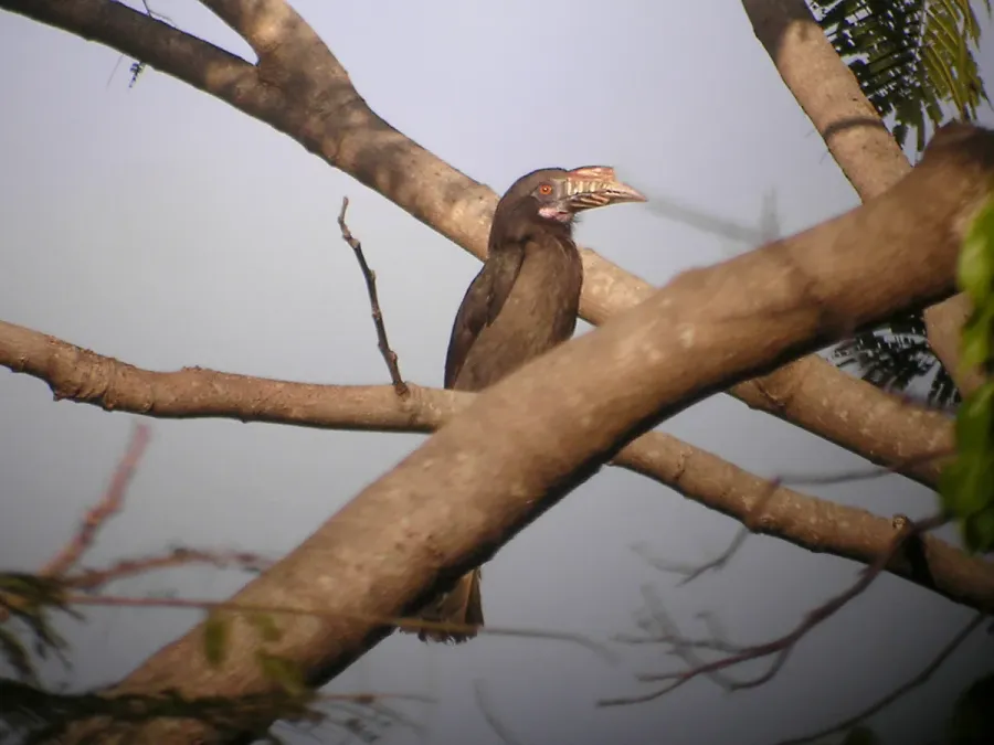 File:Penelopides manillae -Luzon Tarictic Hornbill-8.jpg