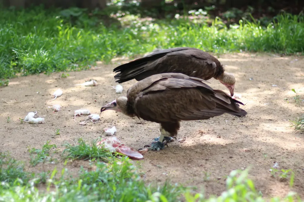 File:Necrosyrtes monachus - Prague Zoo.jpg