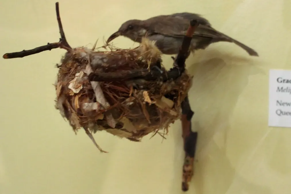 File:Ma - Meliphaga gracilis - 3.jpg