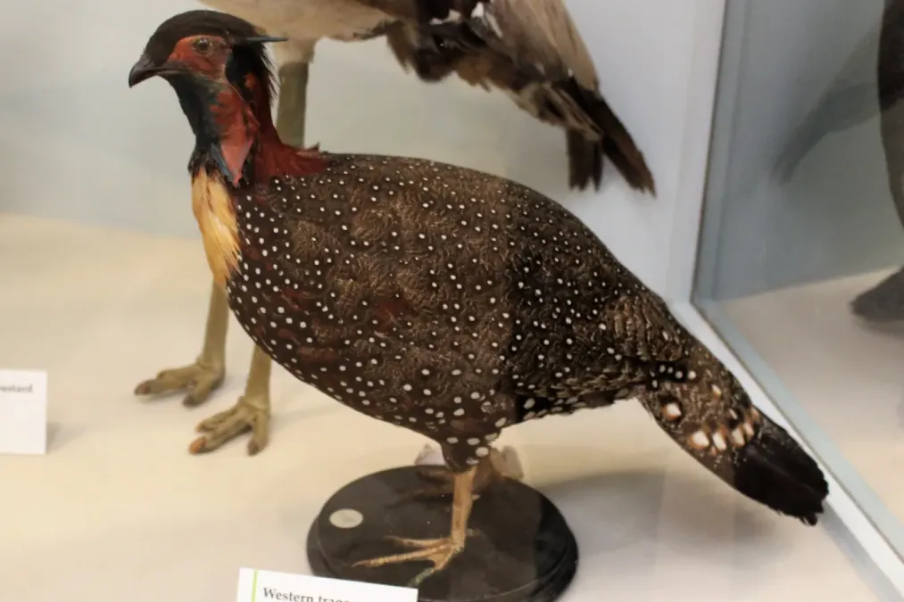 File:Ma - Tragopan melanocephalus - 1.jpg