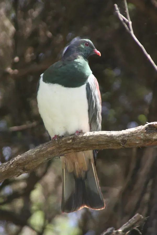 File:Hemiphaga novaeseelandiae -Kapiti Island-8.jpg