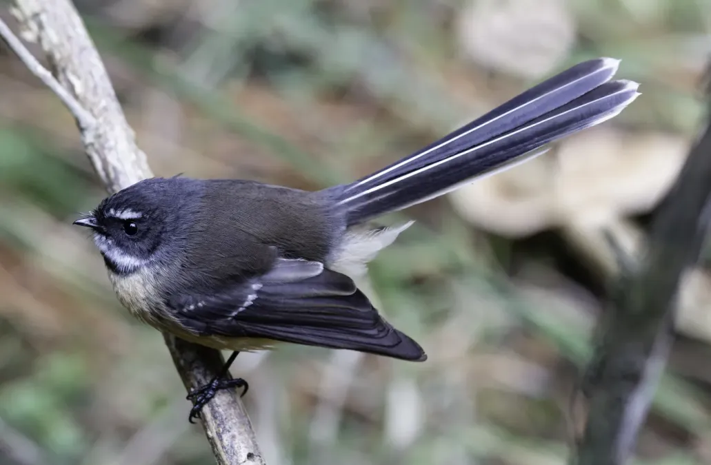 File:Rhipidura fuliginosa, Pines Beach, New Zealand 01.jpg