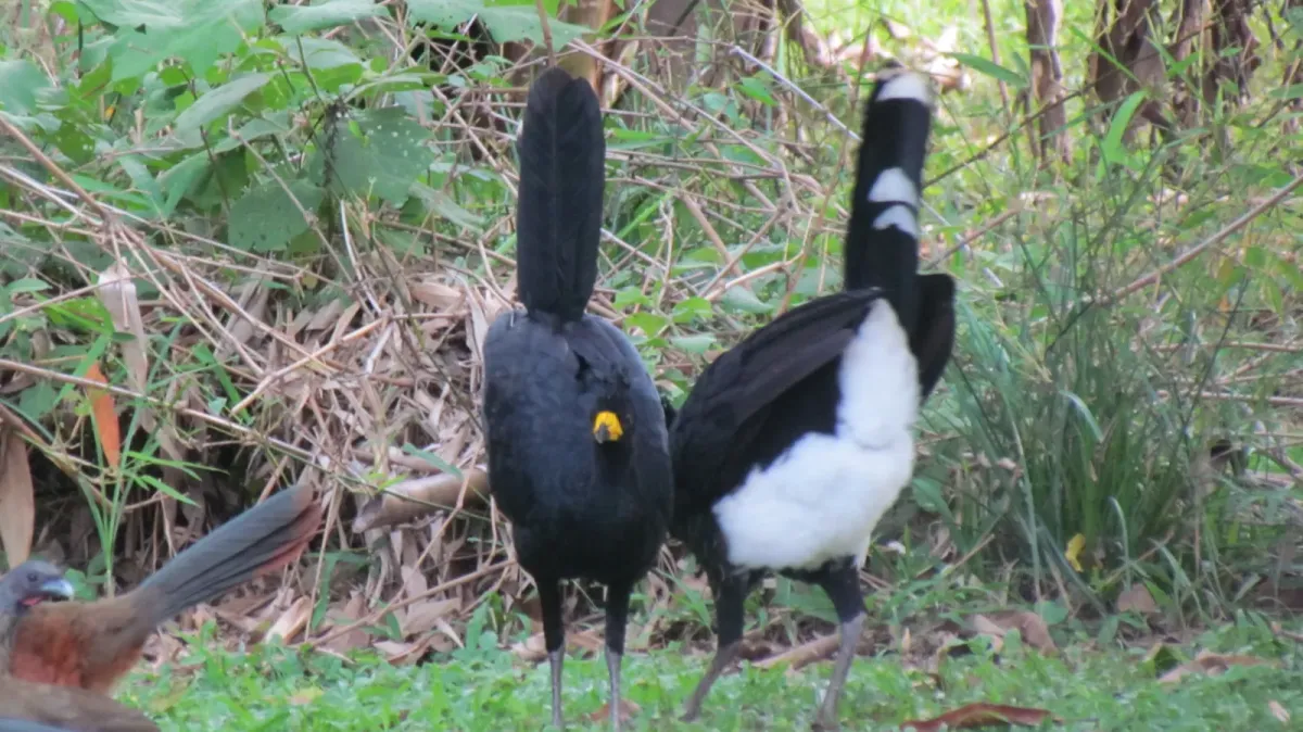 File:Pareja de paujíes de copete (Crax daubentoni).jpg