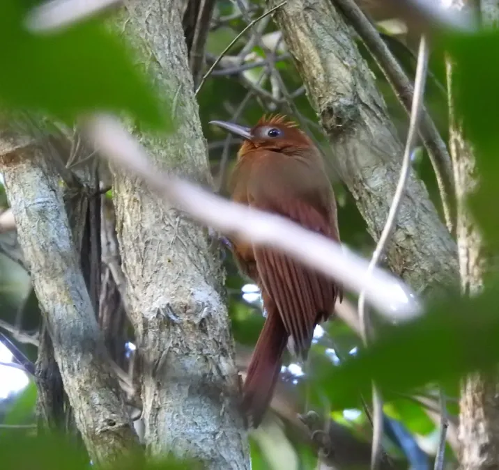 File:Dendrocincla homochroa imported from iNaturalist 19 May 2019.jpg
