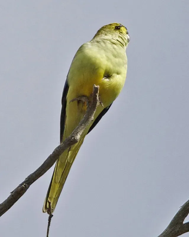 File:Neophema chrysostoma -Great Otway National Park-6b.jpg