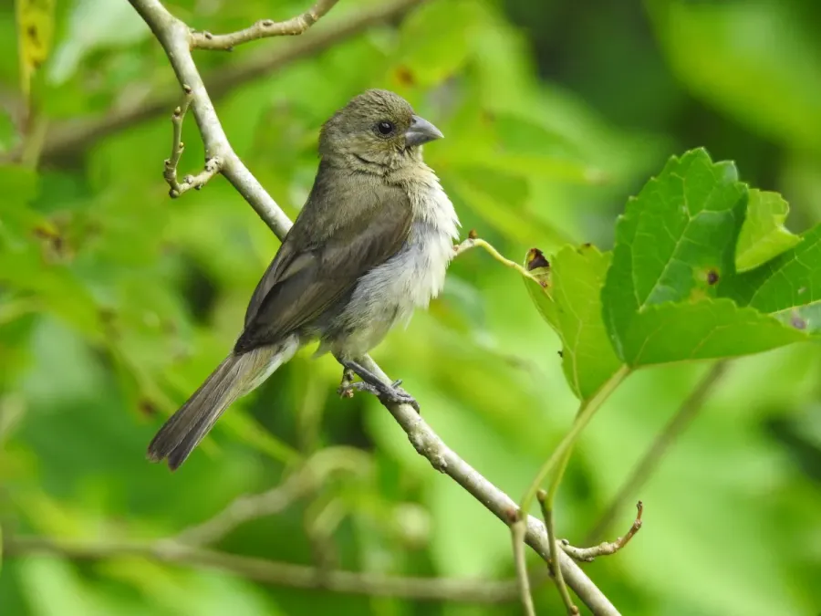 File:Sporophila nigricollis (fêmea).jpg