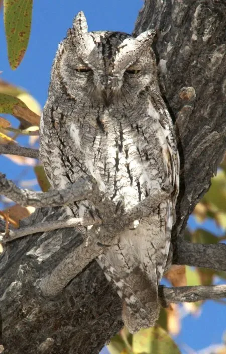 File:African Scopes-owl Otus senegalensis.jpg