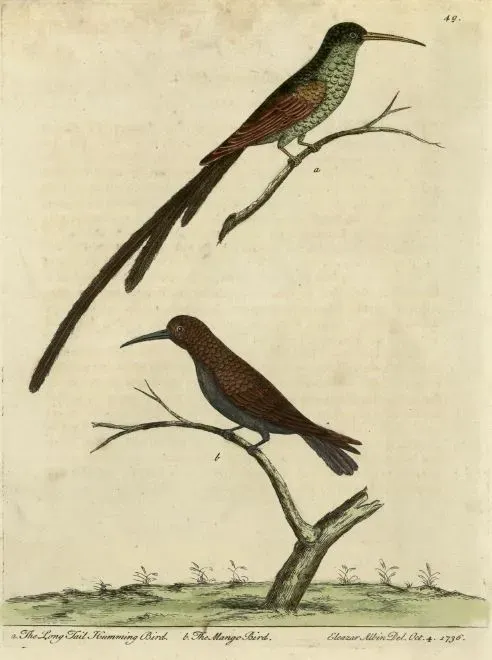 File:Trochilus polytmus Anthracothorax mango.jpg