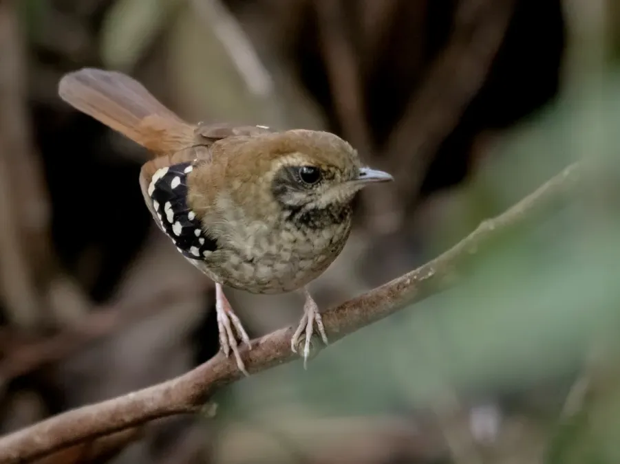 File:Myrmoderus squamosus - Squamate antbird (female); Tremembé, São Paulo.jpg