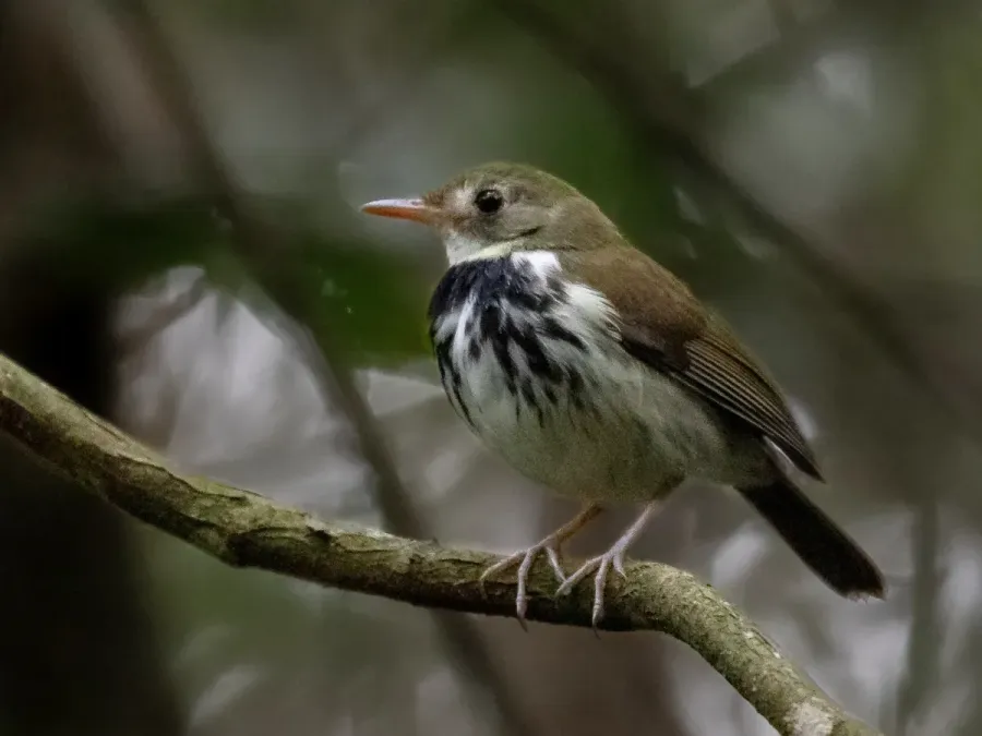 File:Corythopis delalandi Southern antpipit; Tremembé, São Paulo.jpg
