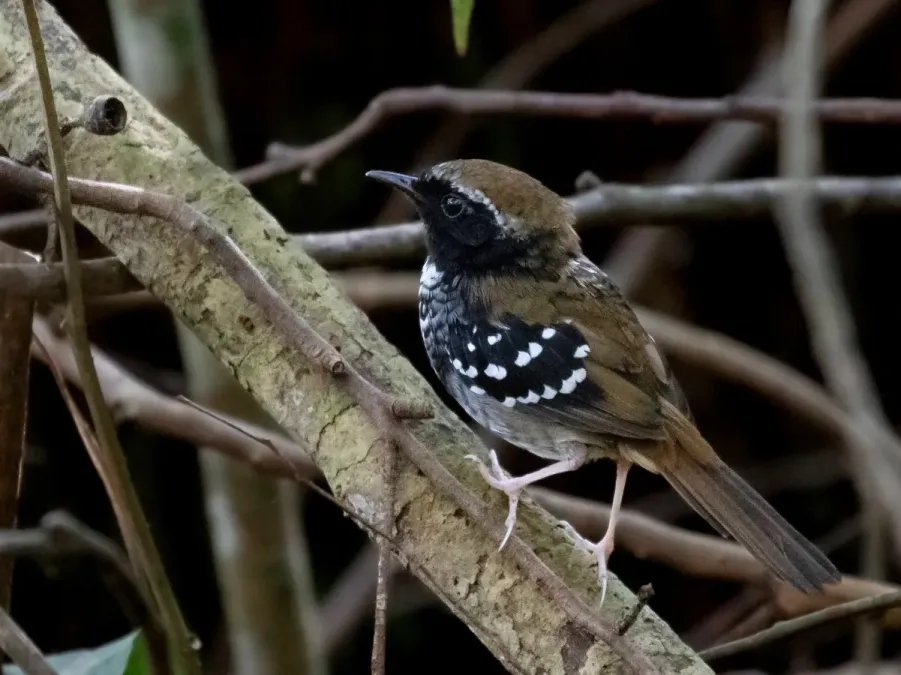 File:Myrmoderus squamosus - Squamate antbird (male); Tremembé, São Paulo, Brazil.jpg
