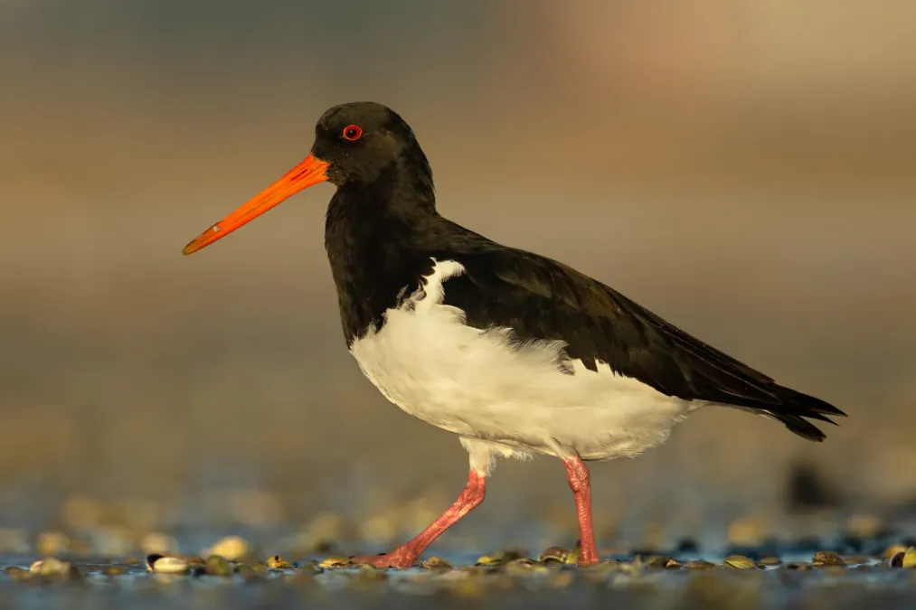 File:Haematopus finschi - Point Chevalier.jpg