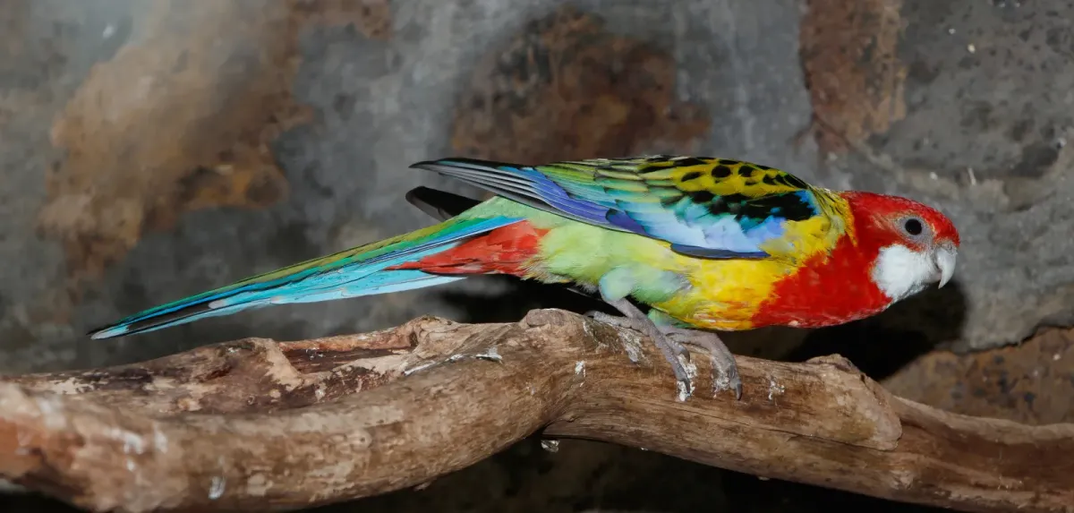 File:Platycercus eximius - Maroparque 01.jpg
