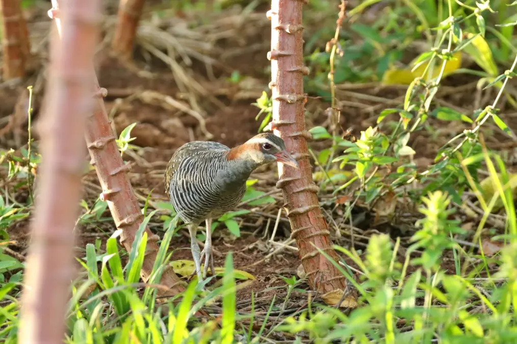 File:Gallirallus philippensis pelewensis.jpg