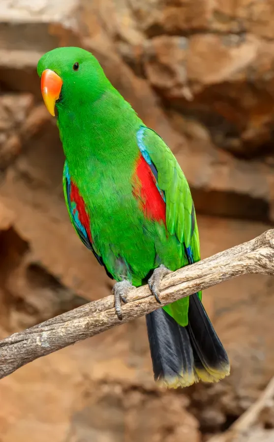 File:Eclectus roratus - Maroparque 02.jpg