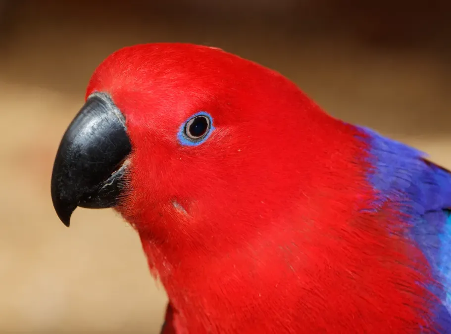 File:Eclectus roratus - Maroparque 03.jpg