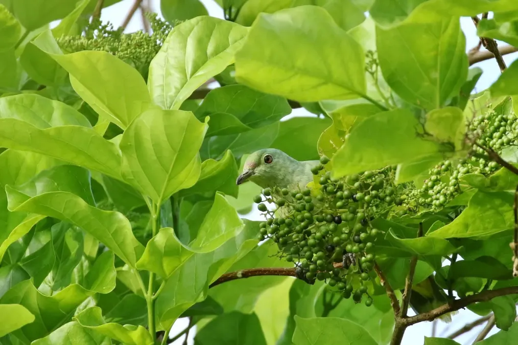 File:Ptilinopus ponapensis imported from iNaturalist 27 May 2019.jpg