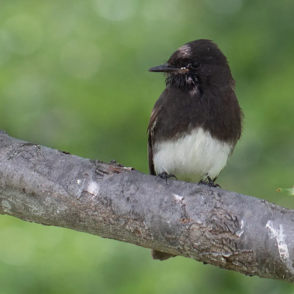 File:Black phoebe (Sayornis nigricans).jpg